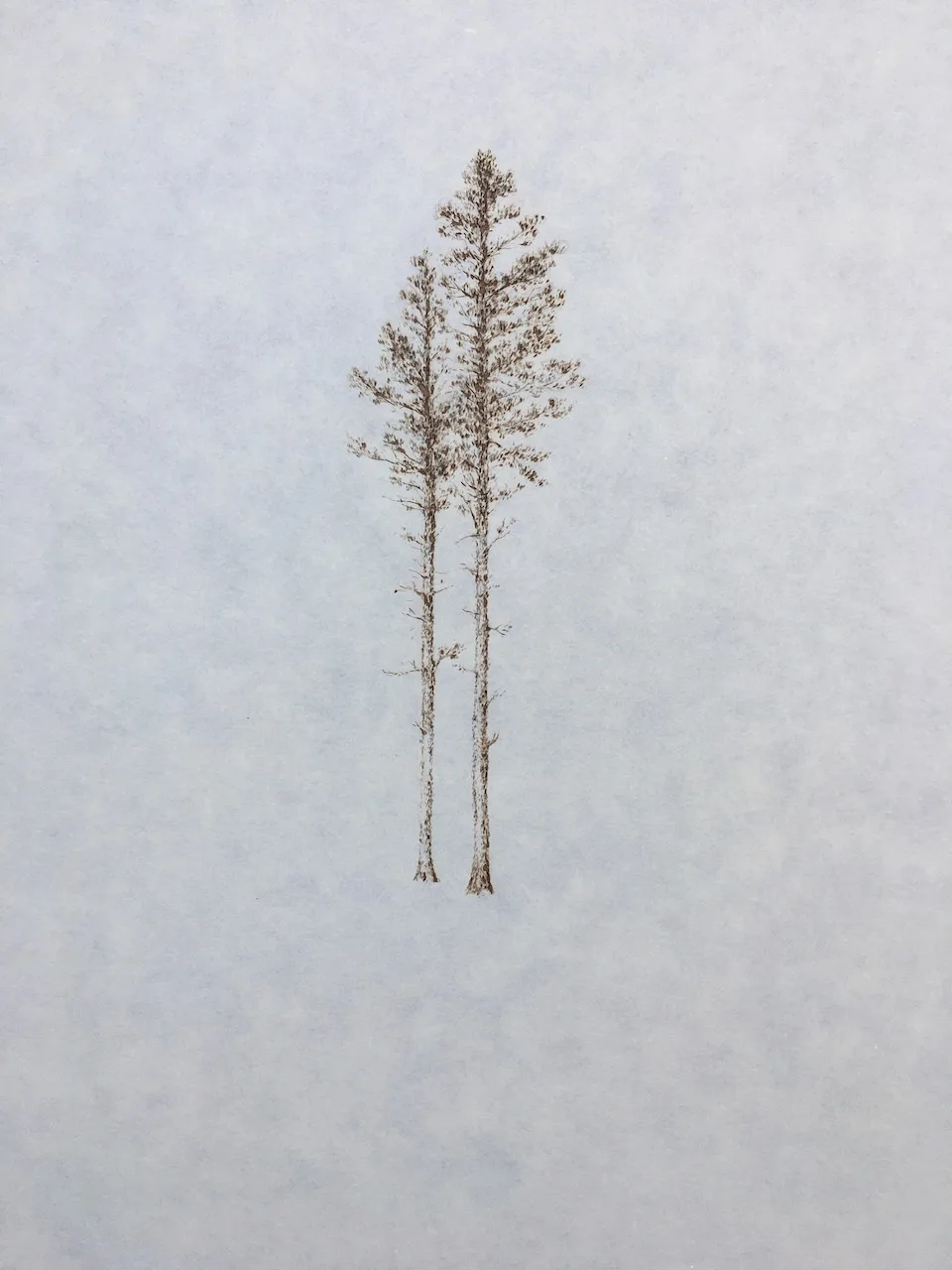 Two Ponderosa