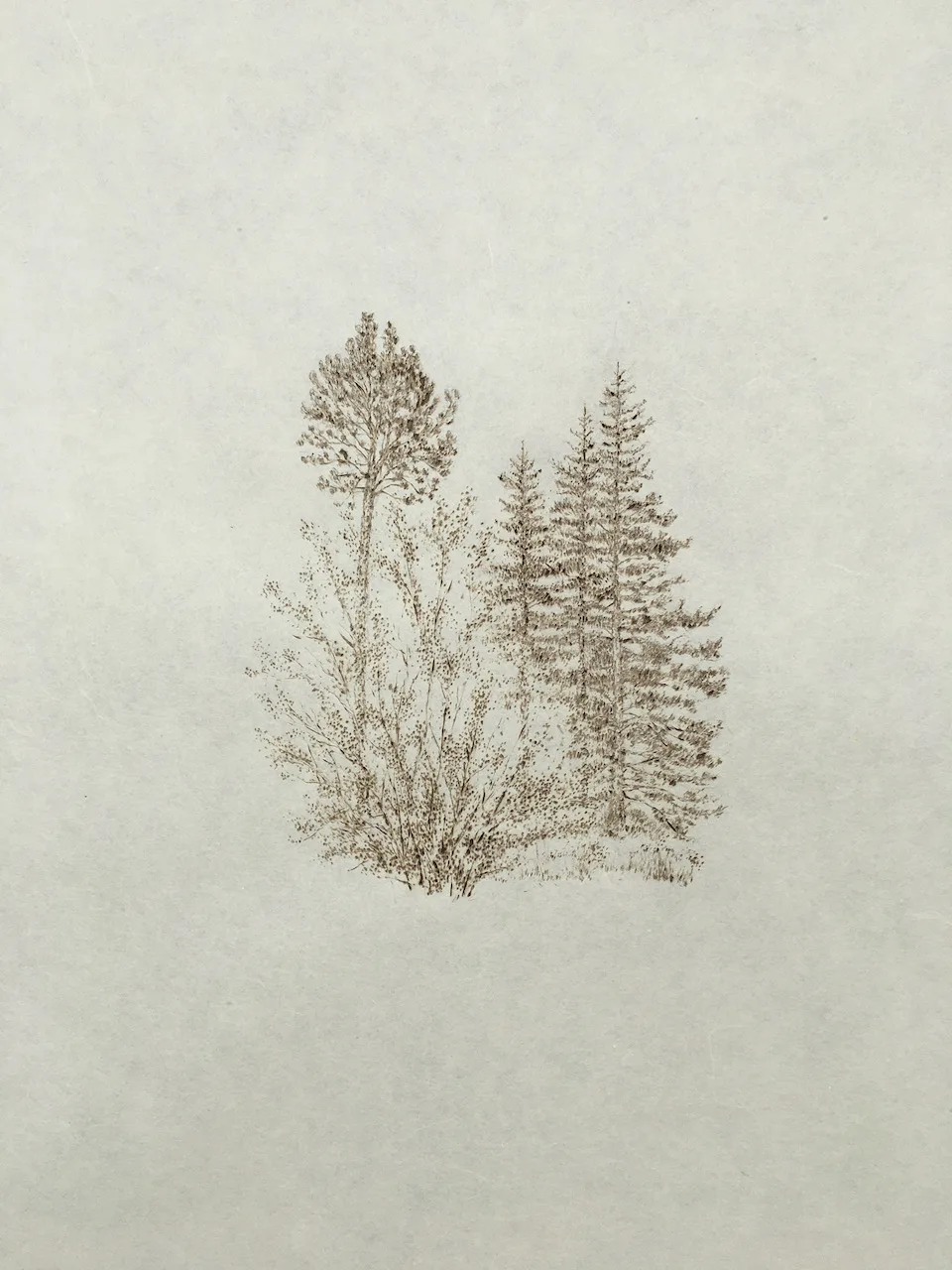 Bohart Trees